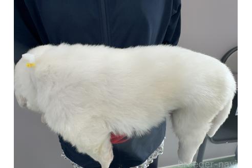 販売中の千葉県のグレートピレニーズ-394901の5枚目